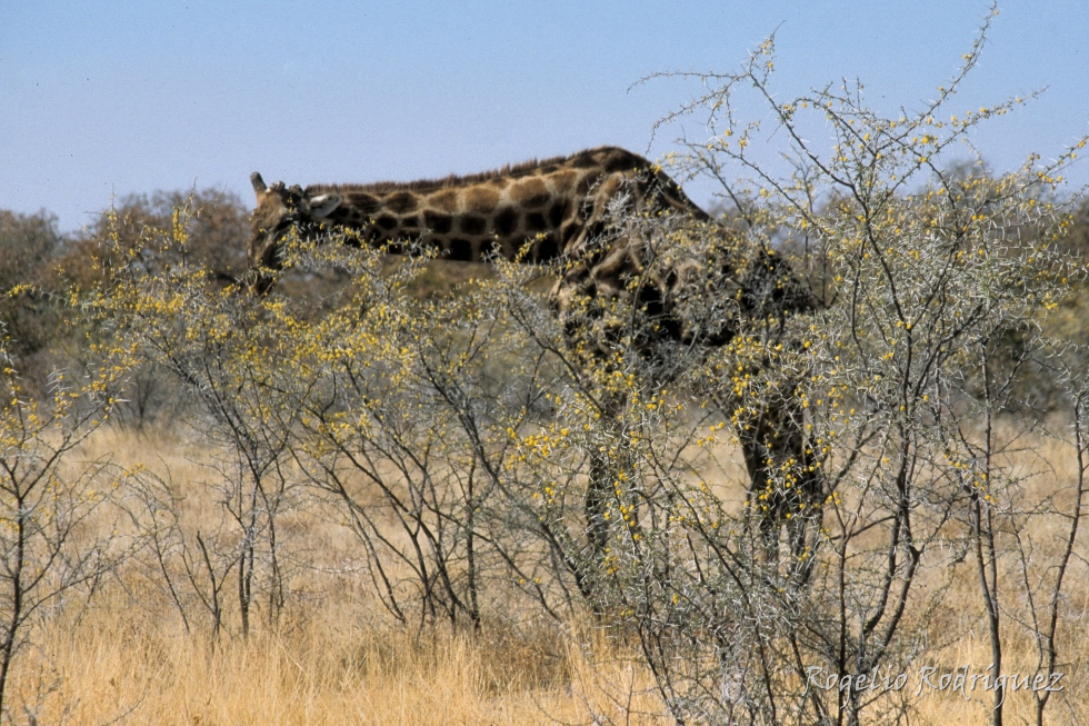 Jirafa en el Parque Nacional de Etosha en Namibia